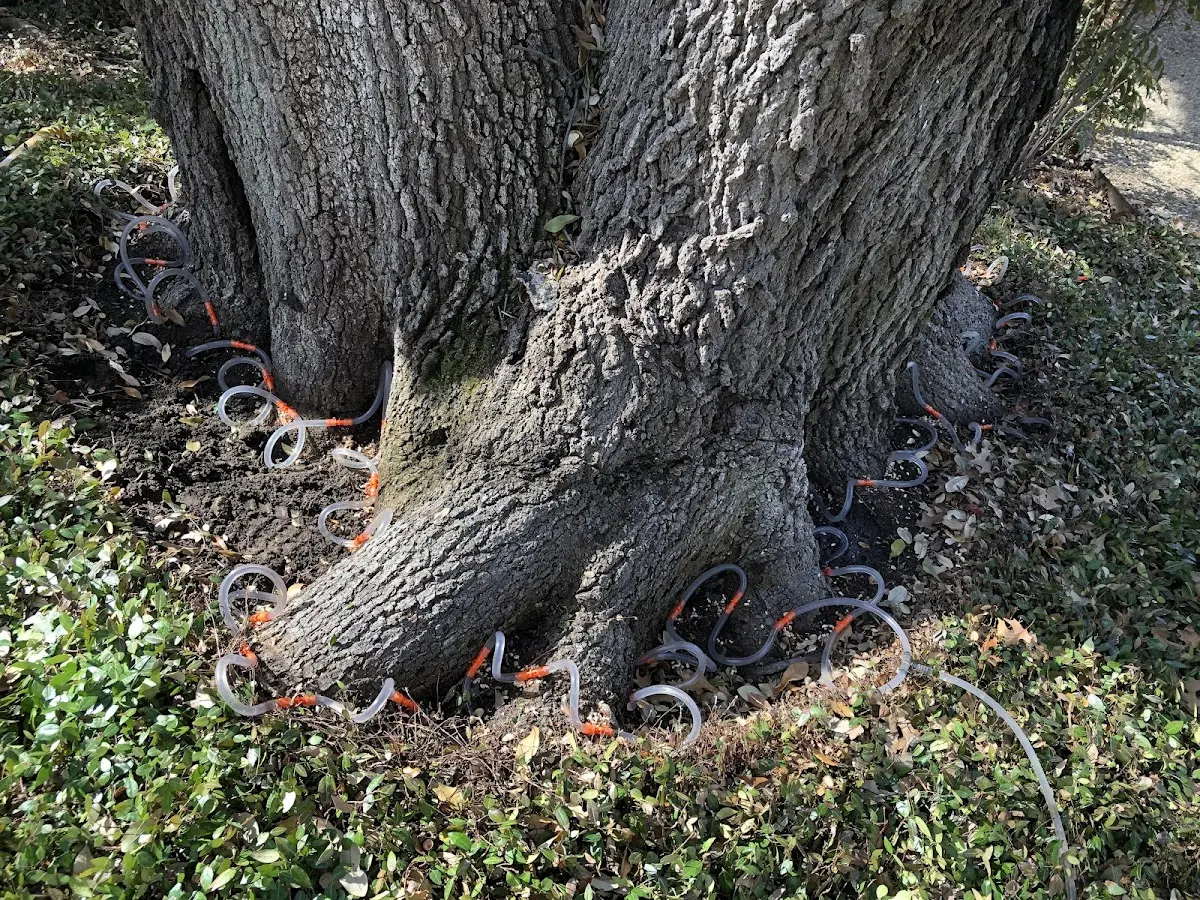 Detailed Tree Cabling and Bracing job site in Pinch