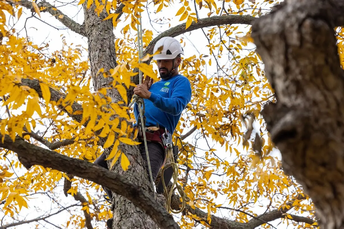Skilled Tree Trimming crew working in Pinch